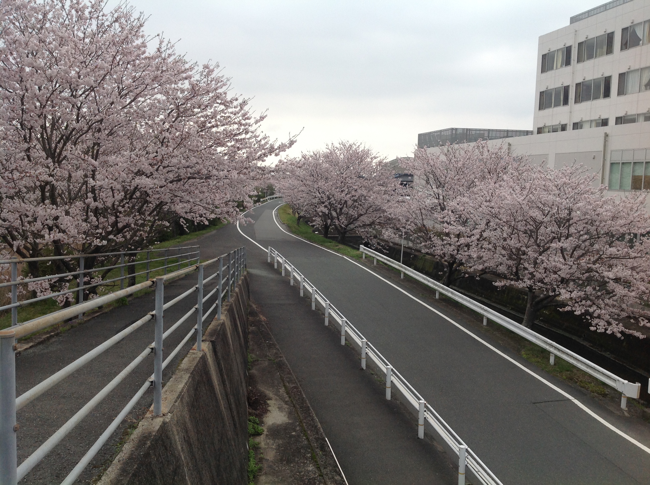 阿知須の桜