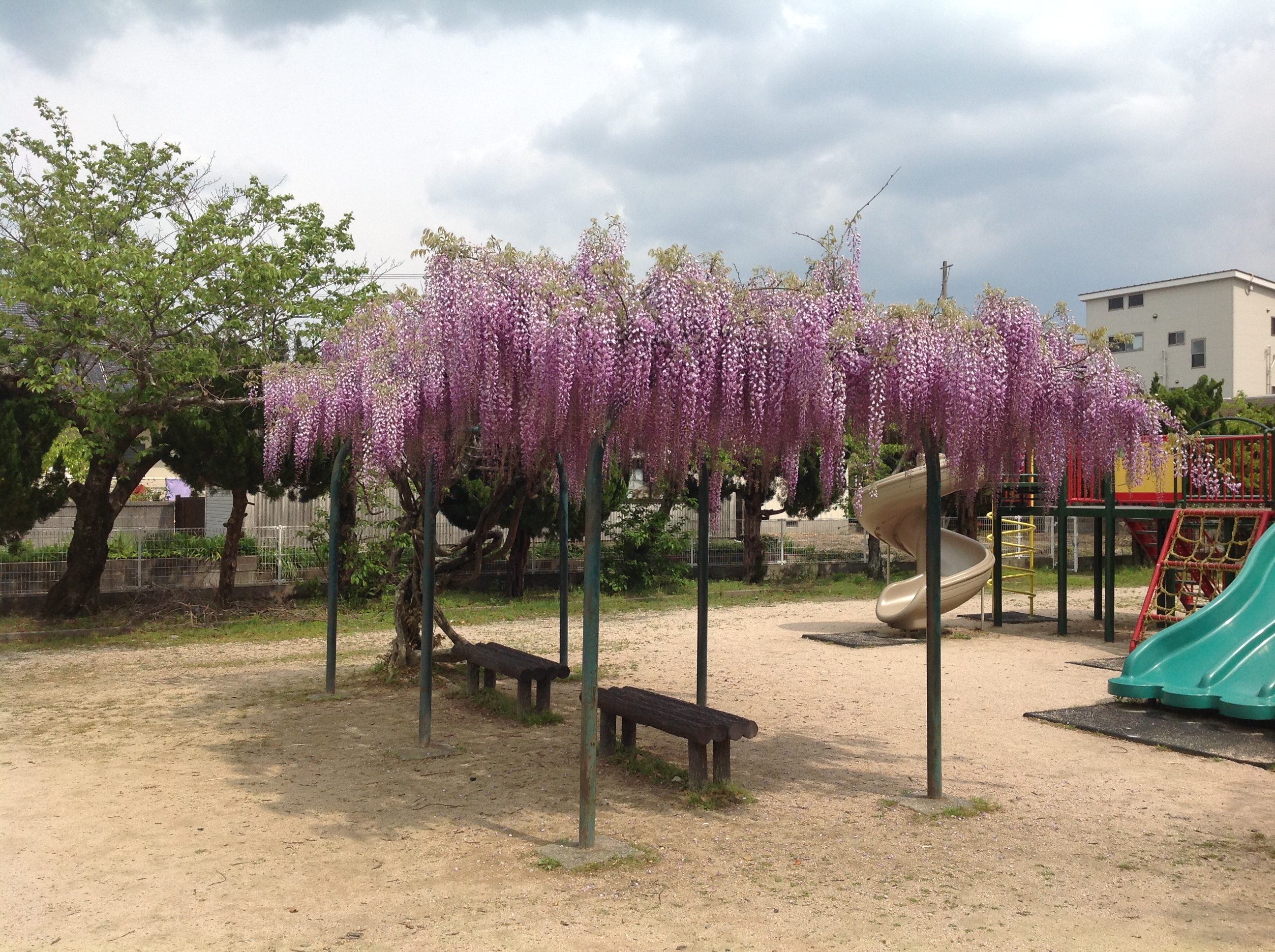 阿知須の藤の花