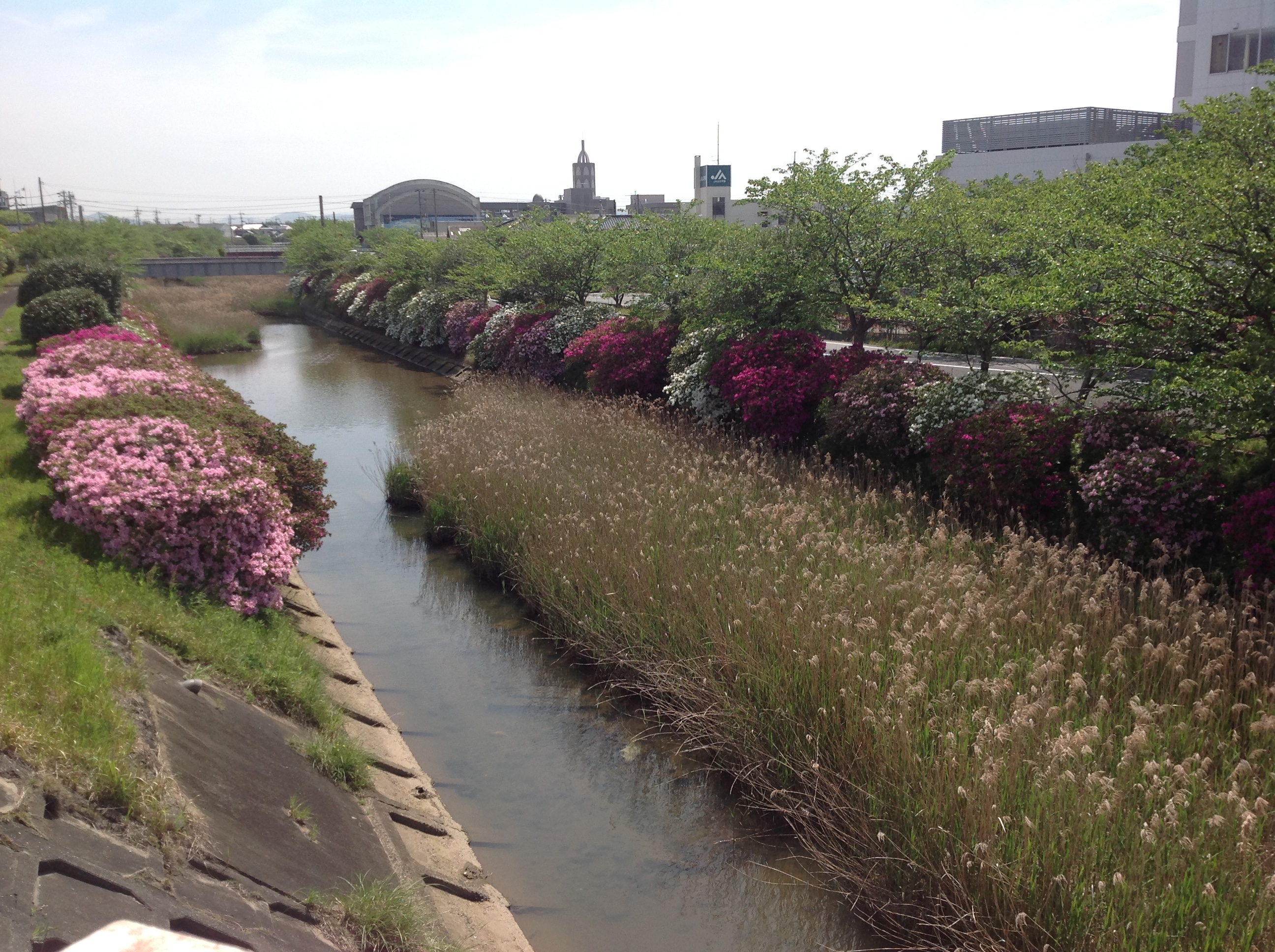 山口市阿知須の井関川のツツジが咲き出しました。