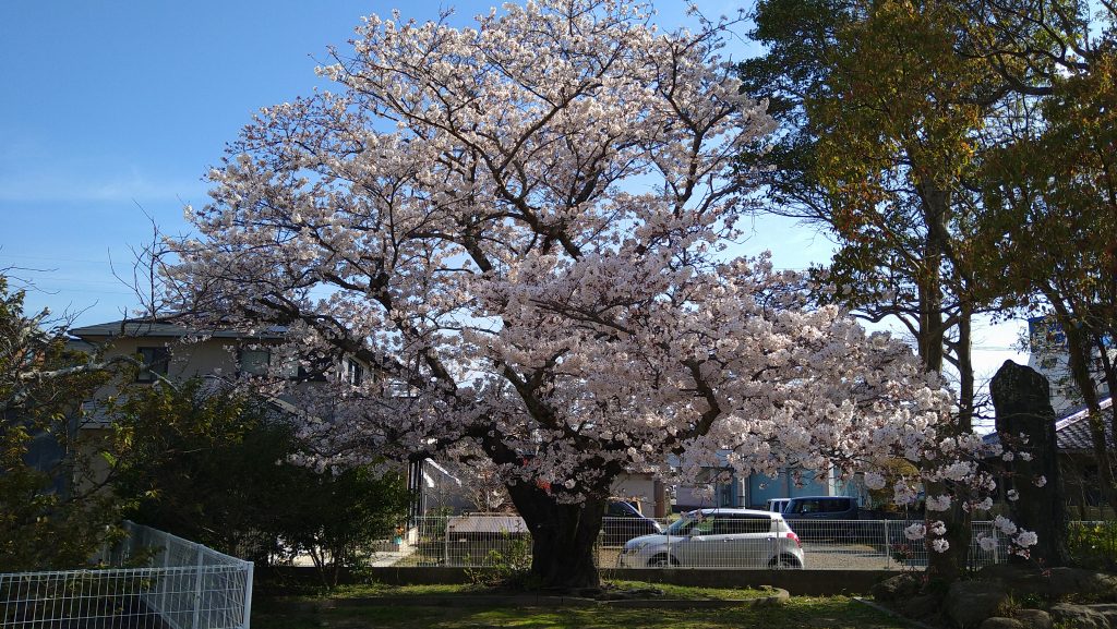 阿知須　木船公園の桜